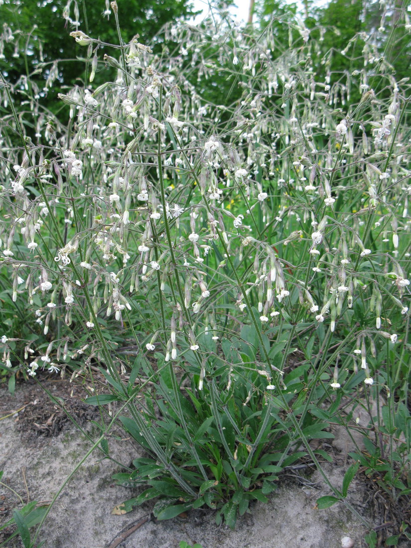 Image of Silene nutans specimen.