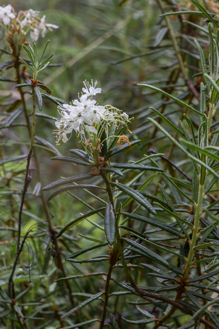 Image of Ledum palustre specimen.