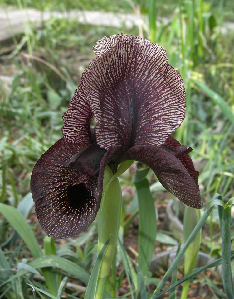 Изображение особи Iris lycotis.