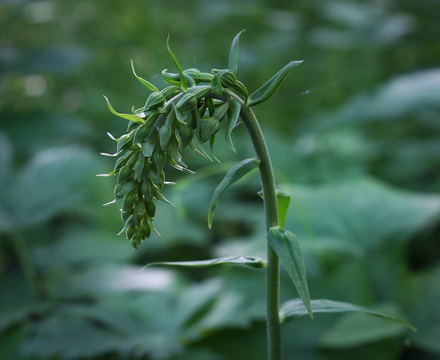 Изображение особи Epipactis helleborine.