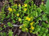 Lysimachia nummularia. Верхушки побегов с цветками. Московская обл., Сергиево-Посадский р-н, окр. дер. Тешилово, опушка смешанного леса. 25.06.2016.