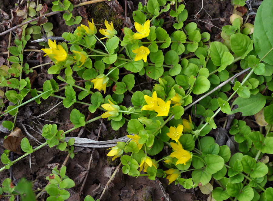 Изображение особи Lysimachia nummularia.