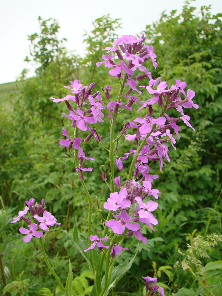 Image of Hesperis sibirica specimen.