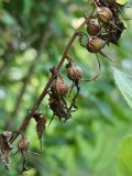 Campanula latifolia. Часть соплодия со зрелыми плодами. Ленинградская обл., пос. Карташевская, в культуре. 15.08.2009.