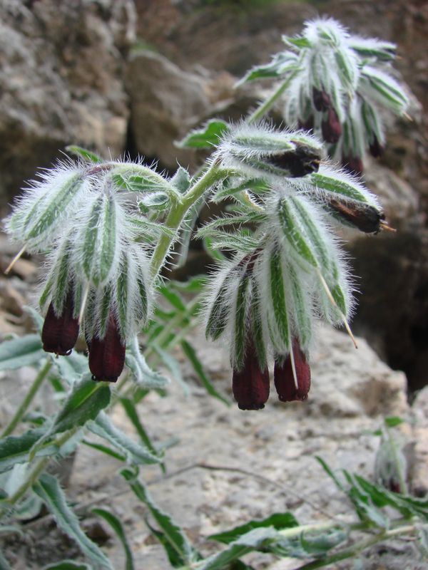 Изображение особи Onosma atrocyanea.