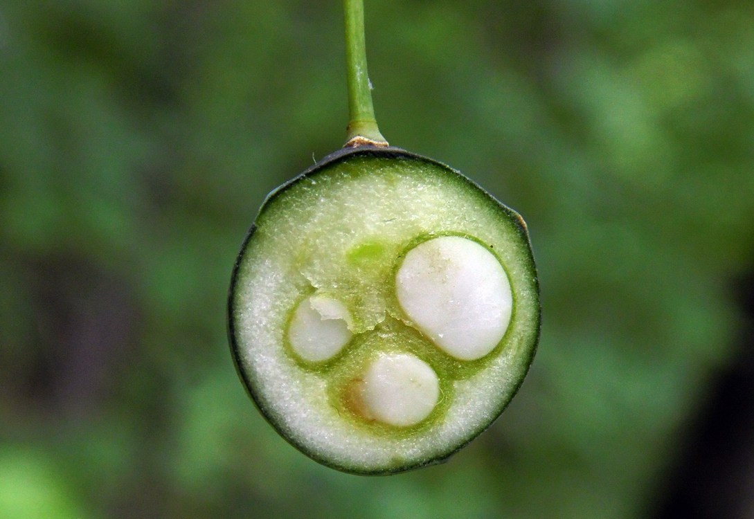 Изображение особи Polygonatum glaberrimum.