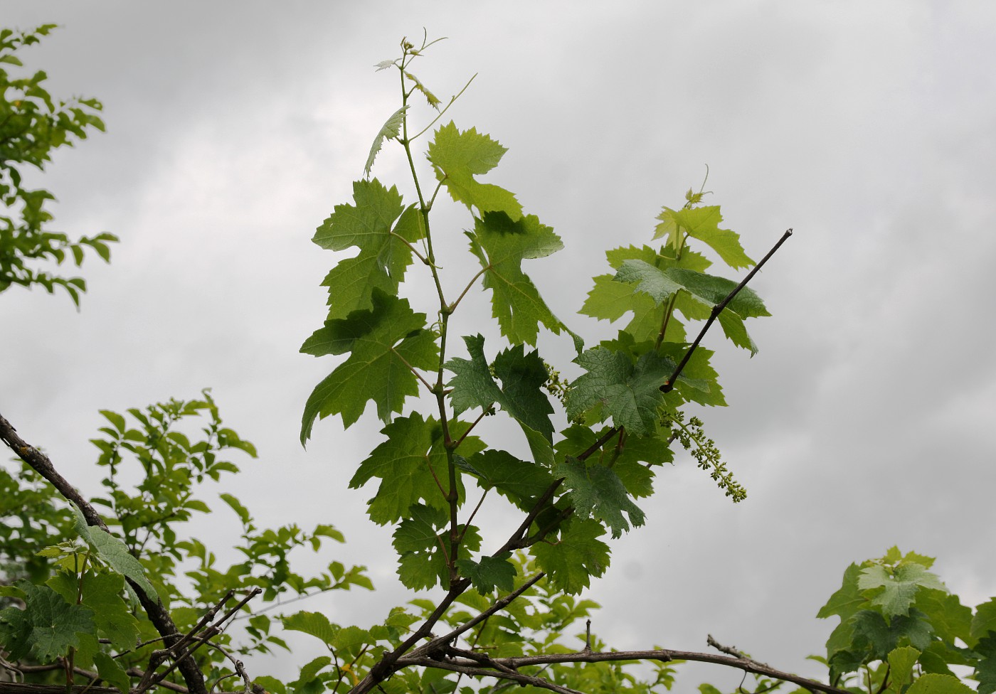 Изображение особи Vitis vinifera.