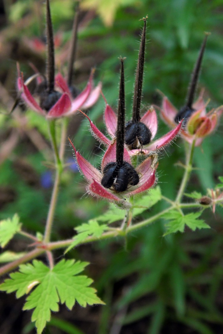 Image of Geranium bohemicum specimen.