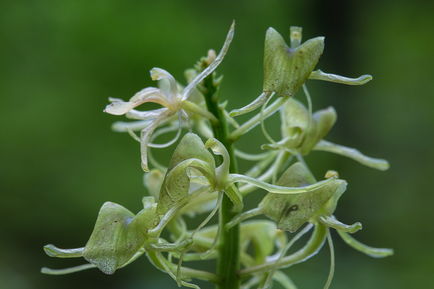 Изображение особи Liparis japonica.