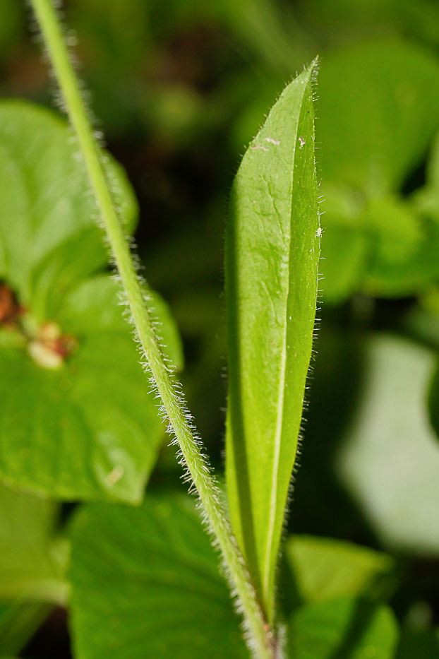 Изображение особи Pilosella caespitosa.