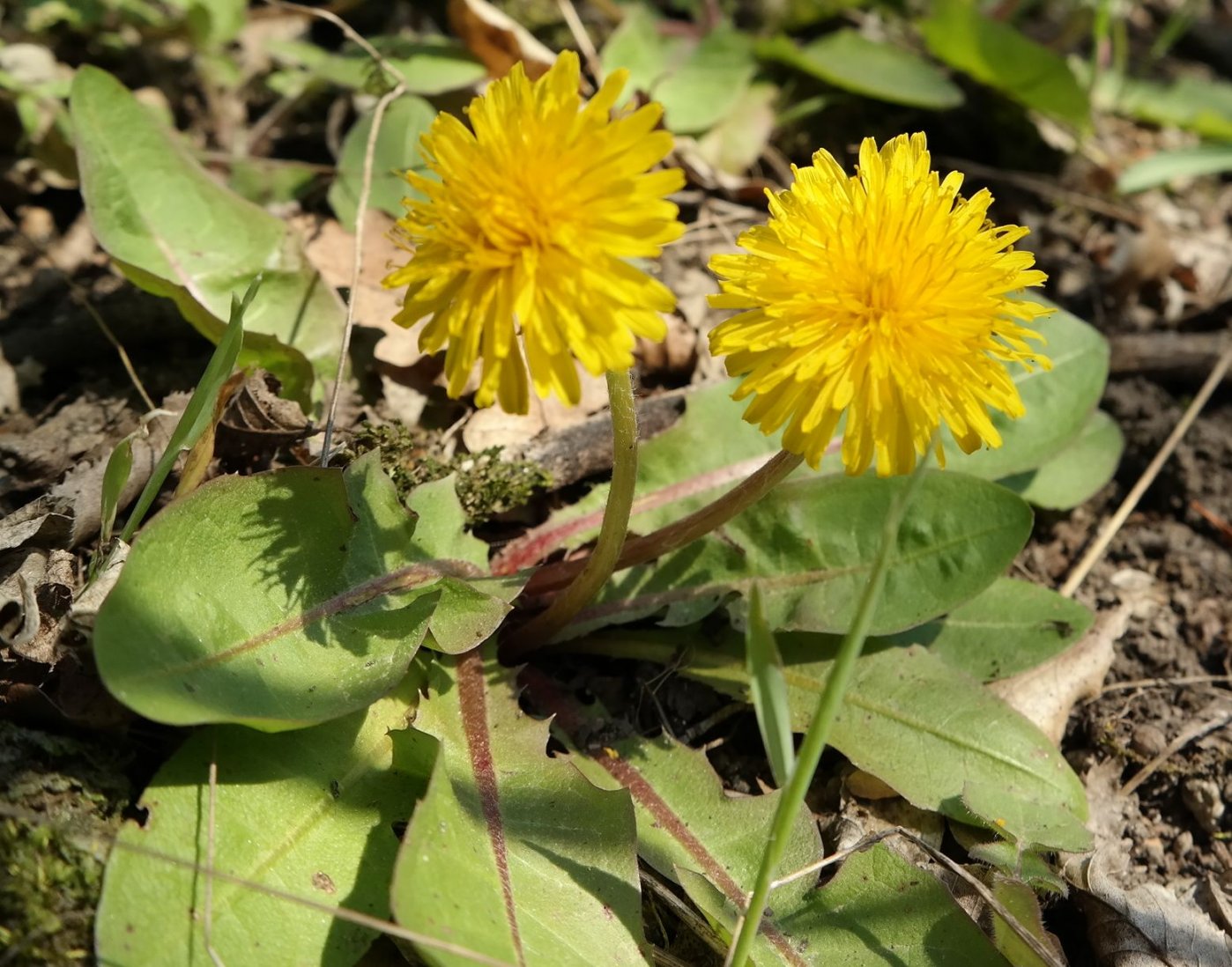 Image of Taraxacum thracicum specimen.
