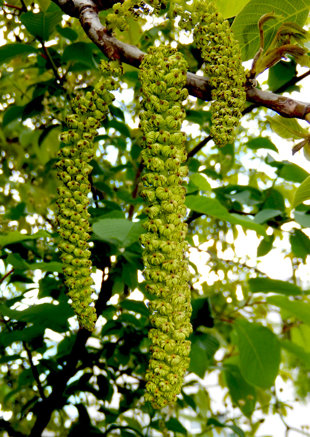 Image of Juglans regia specimen.