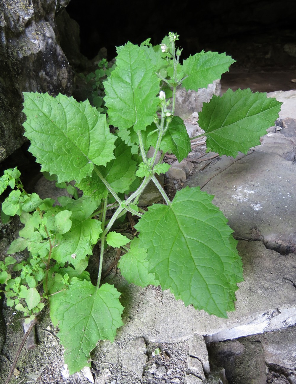 Image of Scrophularia altaica specimen.