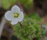 Veronica cymbalaria