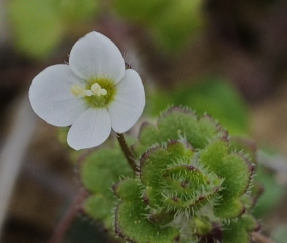 Image of Veronica cymbalaria specimen.