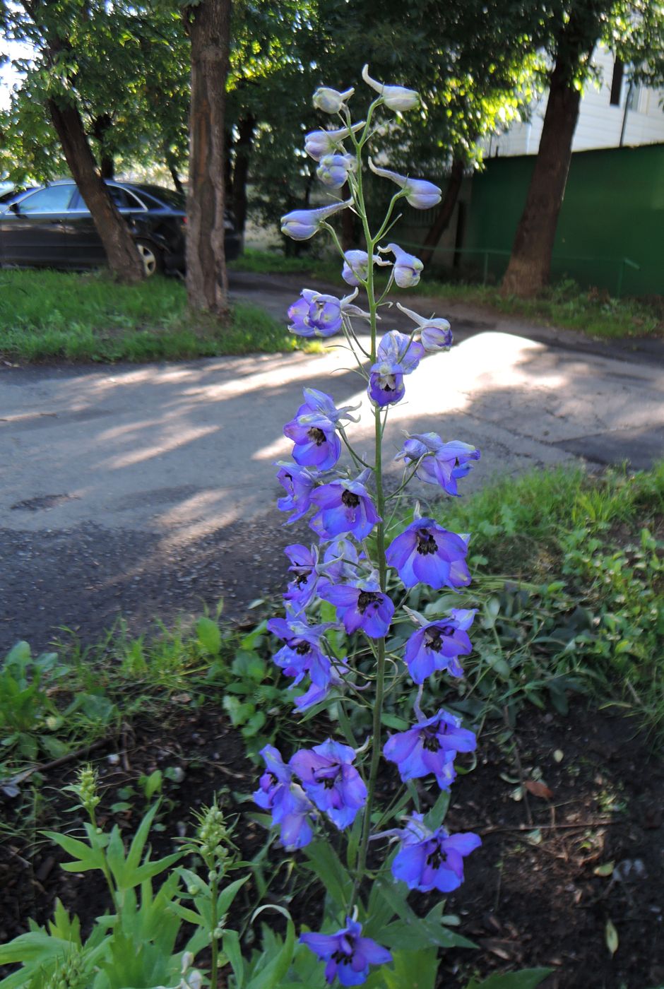 Image of Delphinium &times; phoeniceum specimen.