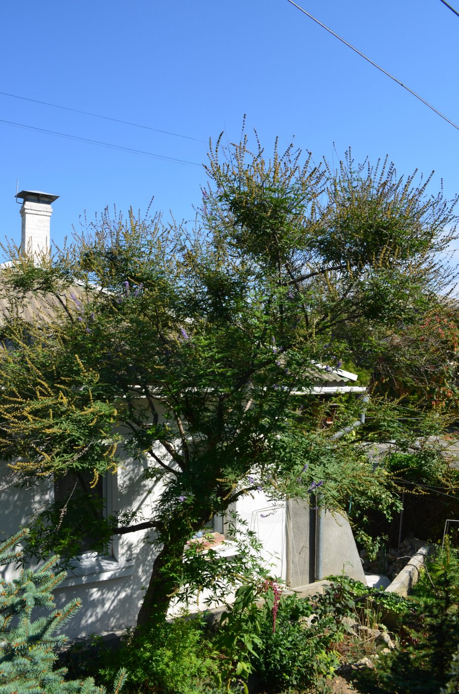 Image of Vitex agnus-castus specimen.