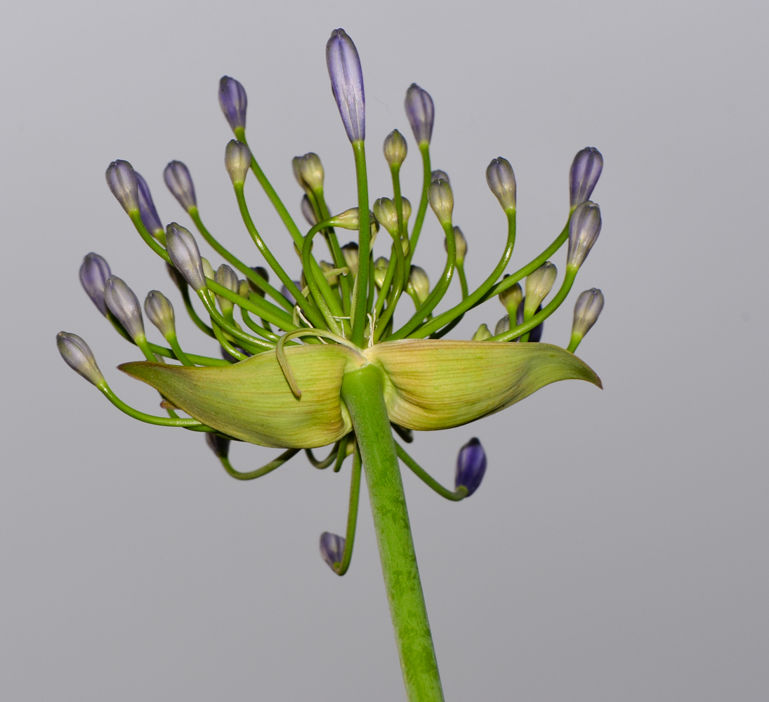 Image of Agapanthus africanus specimen.