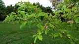 Magnolia kobus. Ветви с плодами. Краснодарский край, Сочи, дендрарий. 23.09.2016.