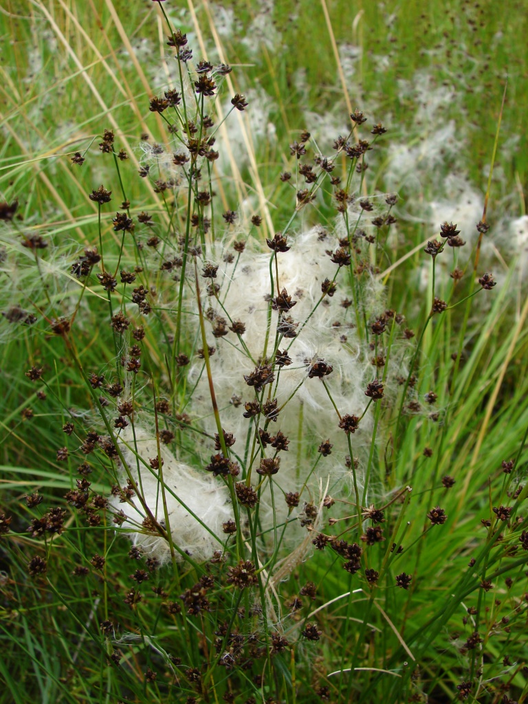 Изображение особи Juncus alpino-articulatus.