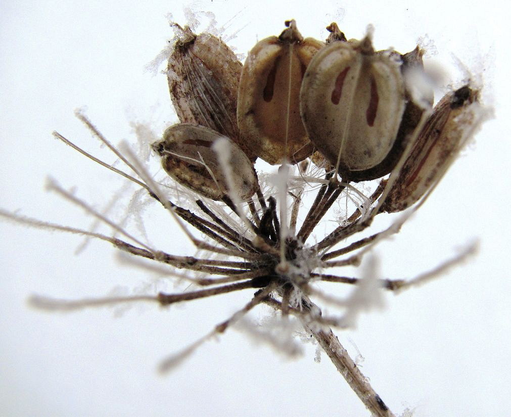 Image of Heracleum sibiricum specimen.