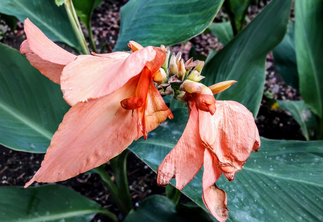 Image of Canna &times; generalis specimen.