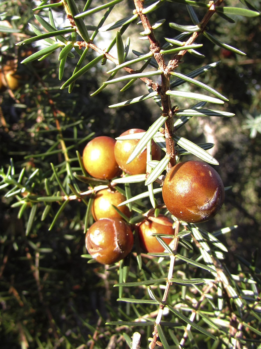 Изображение особи Juniperus oxycedrus.