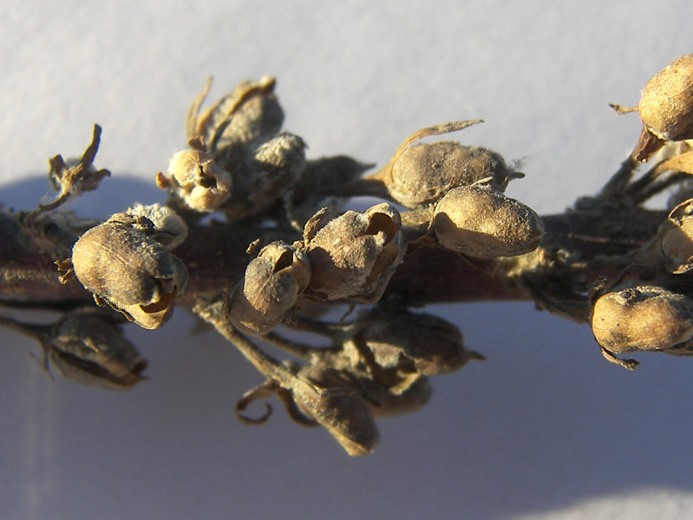 Image of Verbascum gnaphalodes specimen.