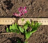 Lathyrus pisiformis. Верхушка цветущего растения (вид сзади). Восточный Казахстан, Кокпектинский р-н, 25 км в горы от с. Пантелеймоновка, 1000 м н.у.м., недалеко от ручья, склон сопки. 15.06.2016.