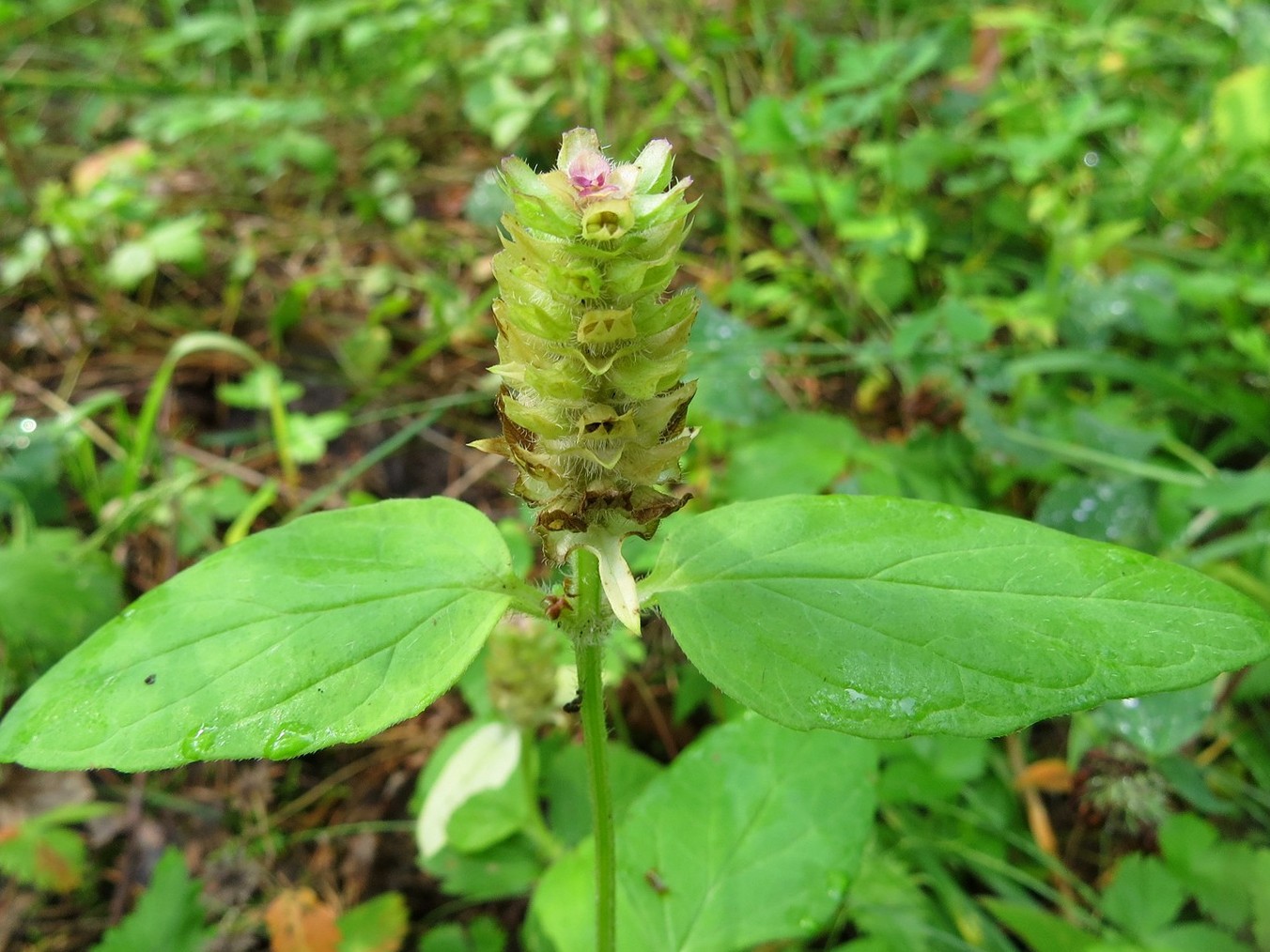 Image of Prunella vulgaris specimen.