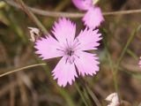 Dianthus carbonatus