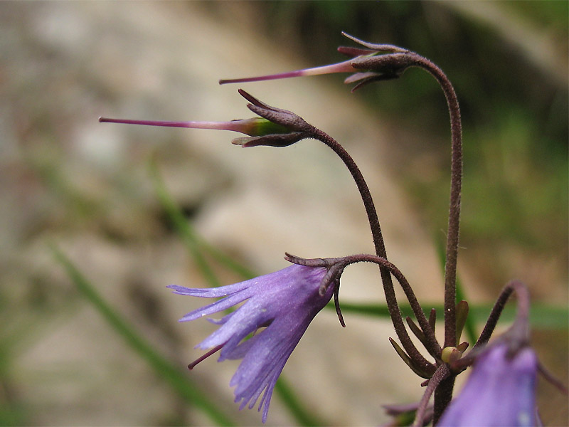 Image of Soldanella montana specimen.