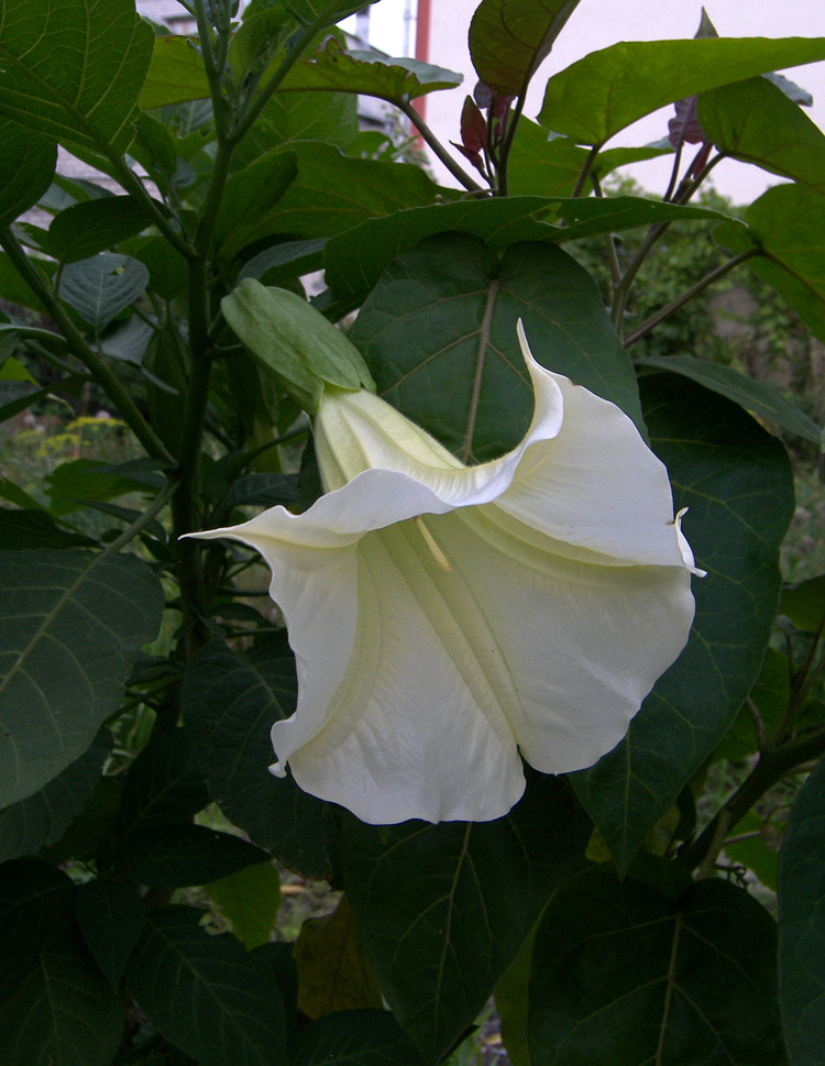 Изображение особи Brugmansia suaveolens.