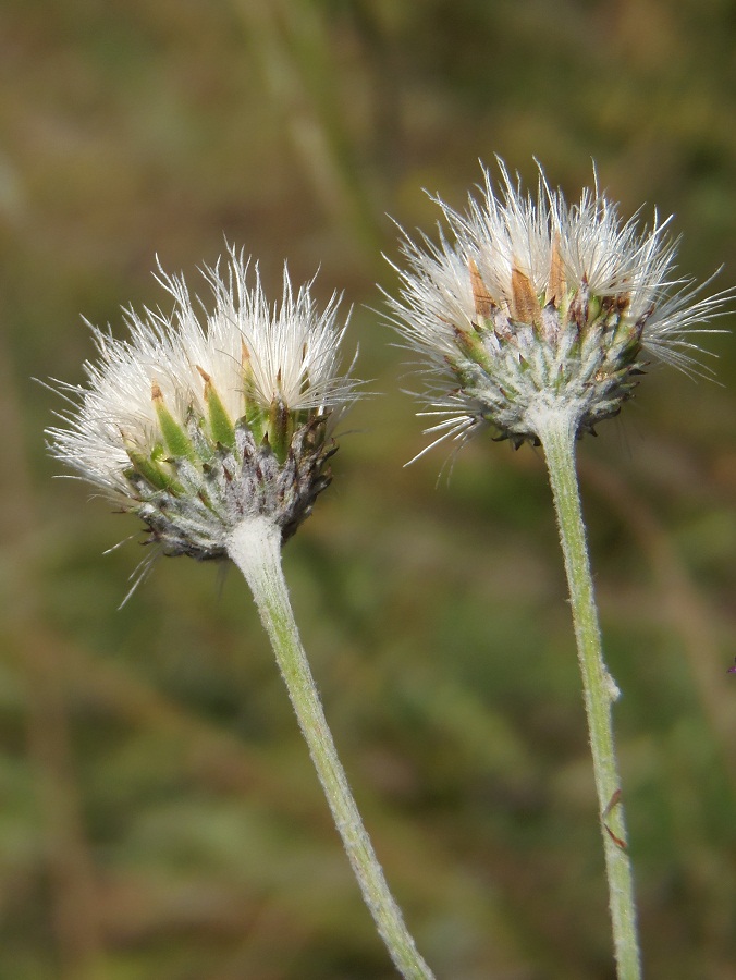 Image of genus Jurinea specimen.