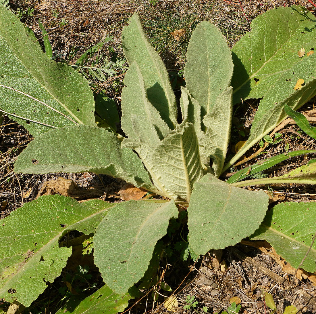 Image of Verbascum phlomoides specimen.