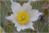 Pulsatilla patens