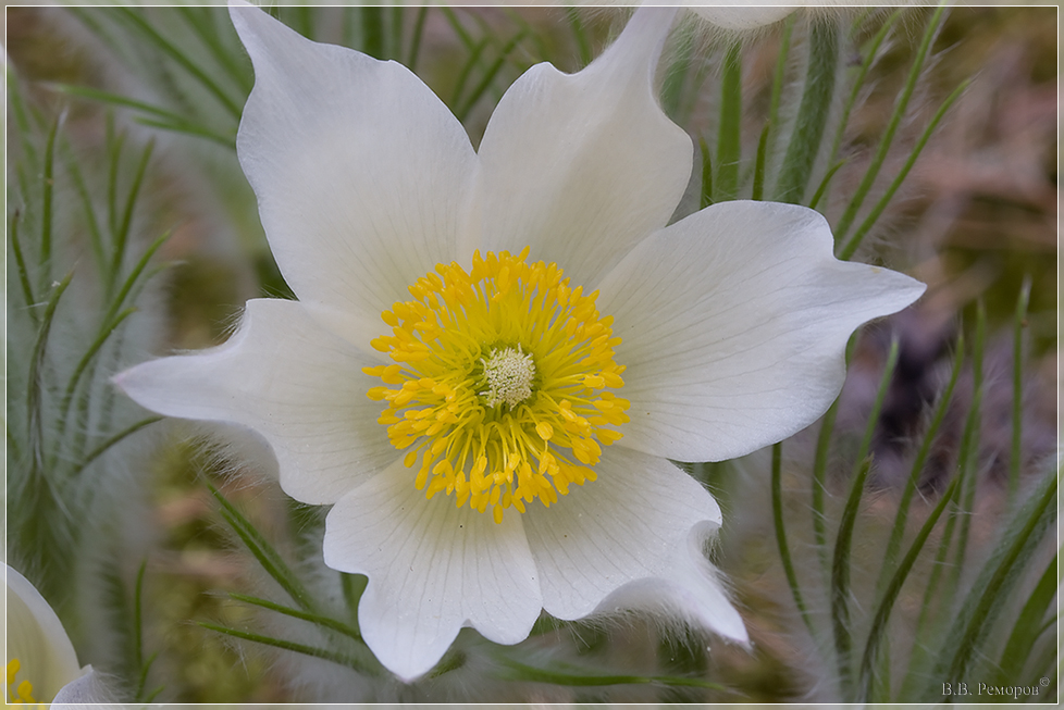 Image of Pulsatilla patens specimen.