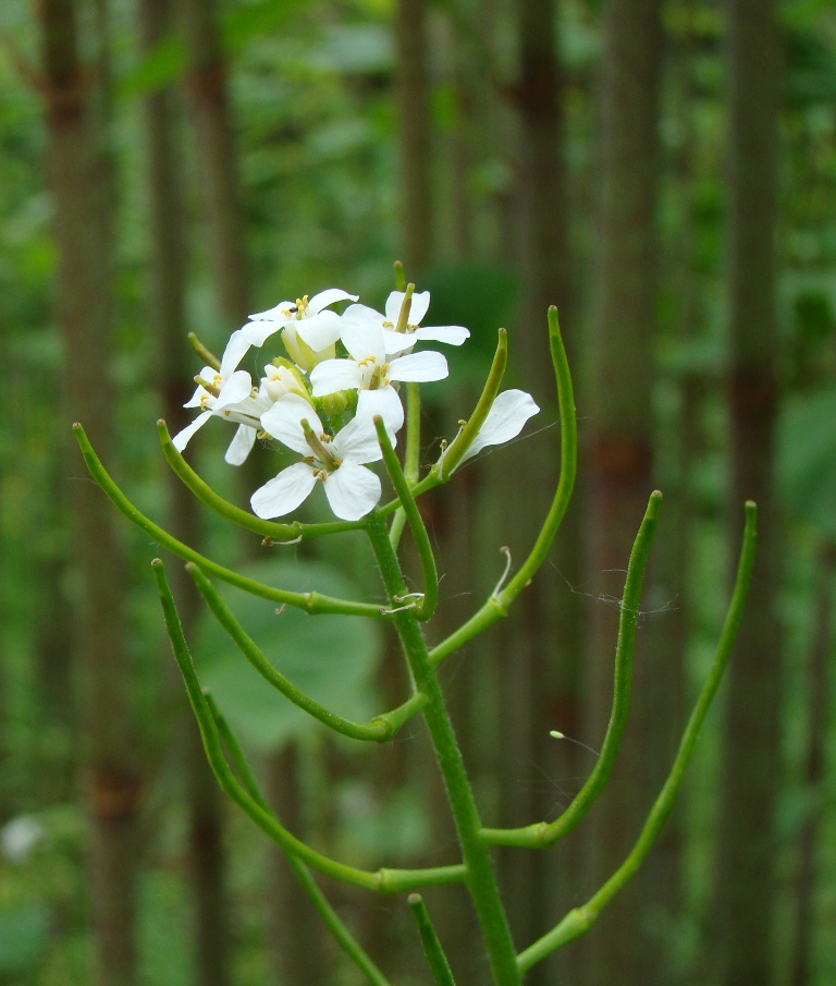 Image of Alliaria petiolata specimen.