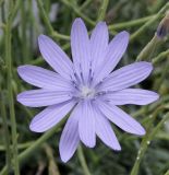 Lactuca intricata