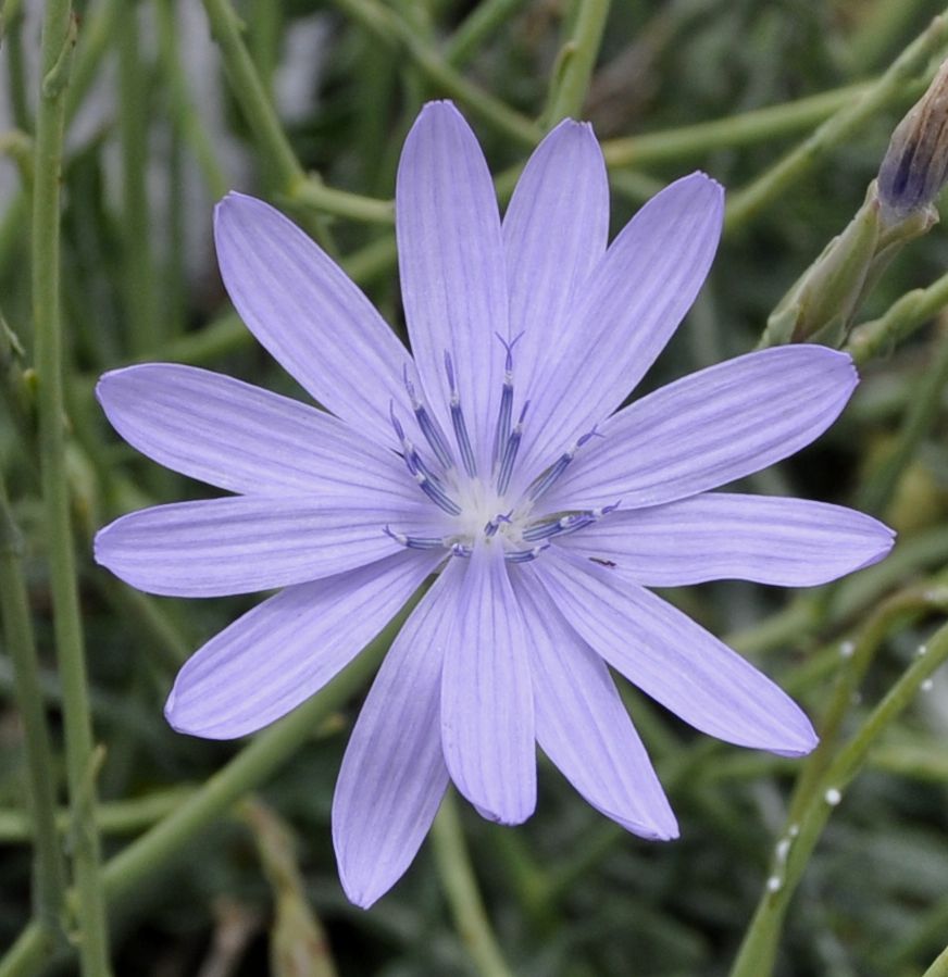 Image of Lactuca intricata specimen.