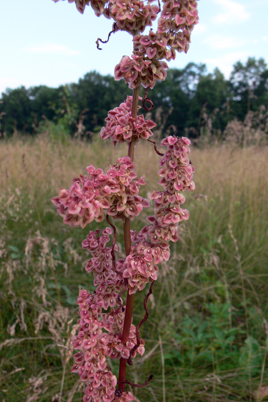 Изображение особи Rumex crispus.