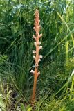 genus Orobanche