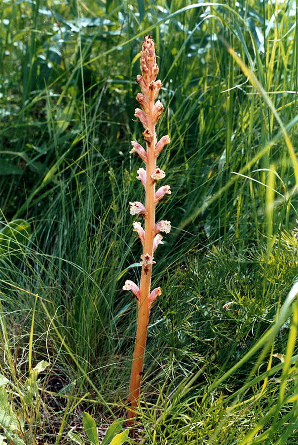 Image of genus Orobanche specimen.