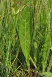 Cirsium dissectum. Прикорневой лист. Нидерланды, провинция Drenthe, Langelo, заказник Broekland, заболоченный луг на выходах грунтовых вод. 6 июня 2010 г.