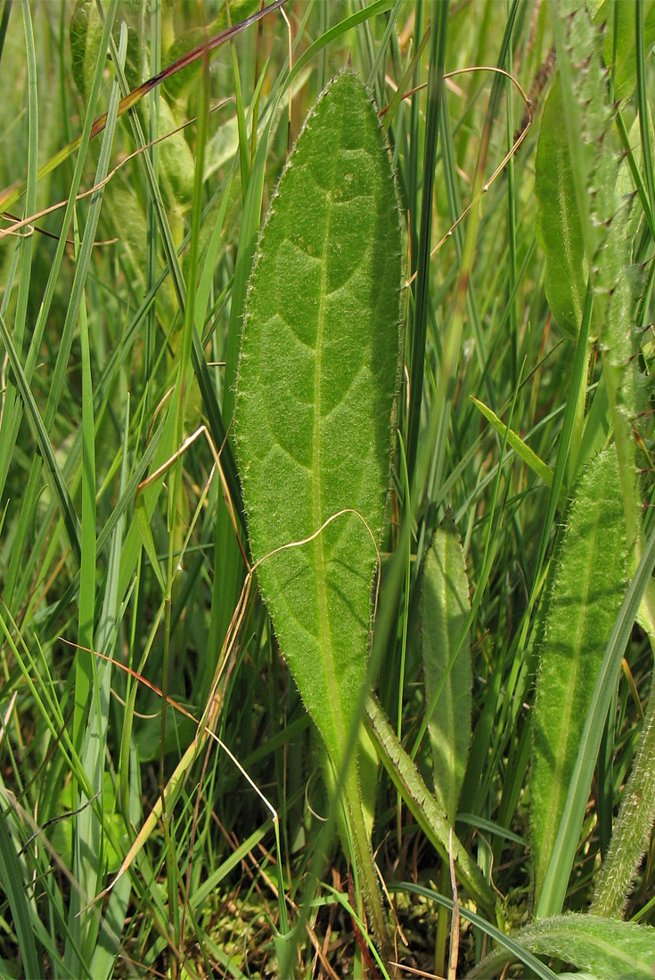 Image of Cirsium dissectum specimen.