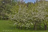 Crataegus