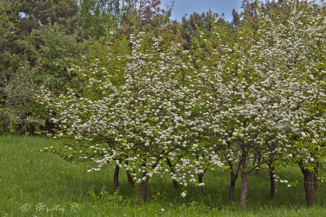 Image of genus Crataegus specimen.