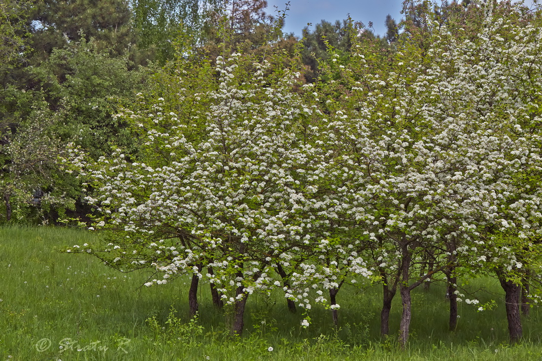 Изображение особи род Crataegus.