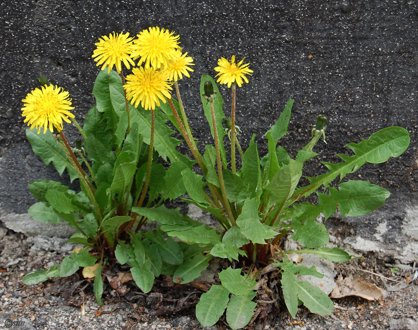 Image of Taraxacum officinale specimen.