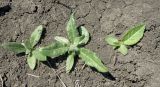 Cirsium incanum